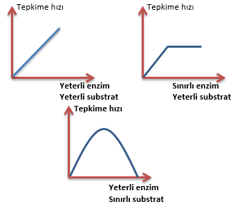Enzim-substrat miktarı